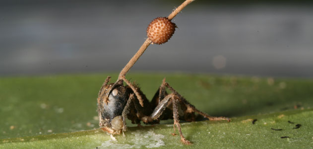 zombie-antz-631